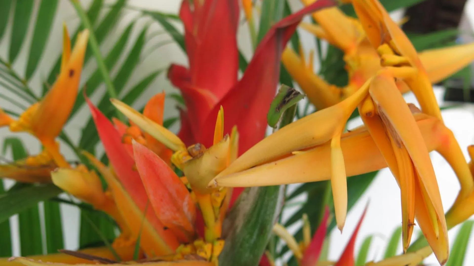 *** 宾馆 芙蓉谷酒店 Marigot 多米尼克